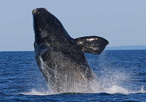 north-atlantic-right-whale-as North Atlantic Right Whale
